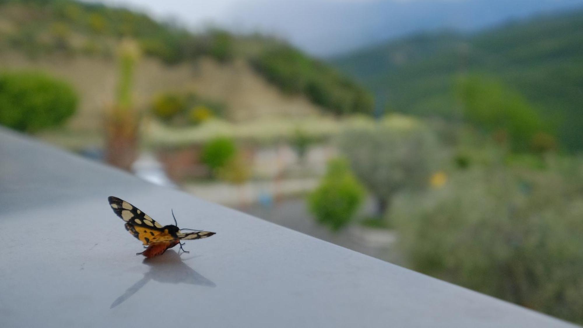 Salillari Guest House Berat Dış mekan fotoğraf